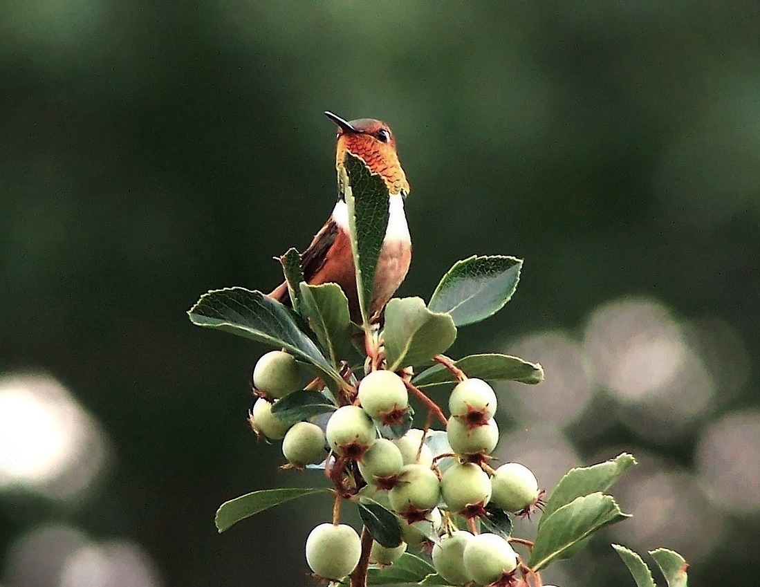 rufous3.jpg
