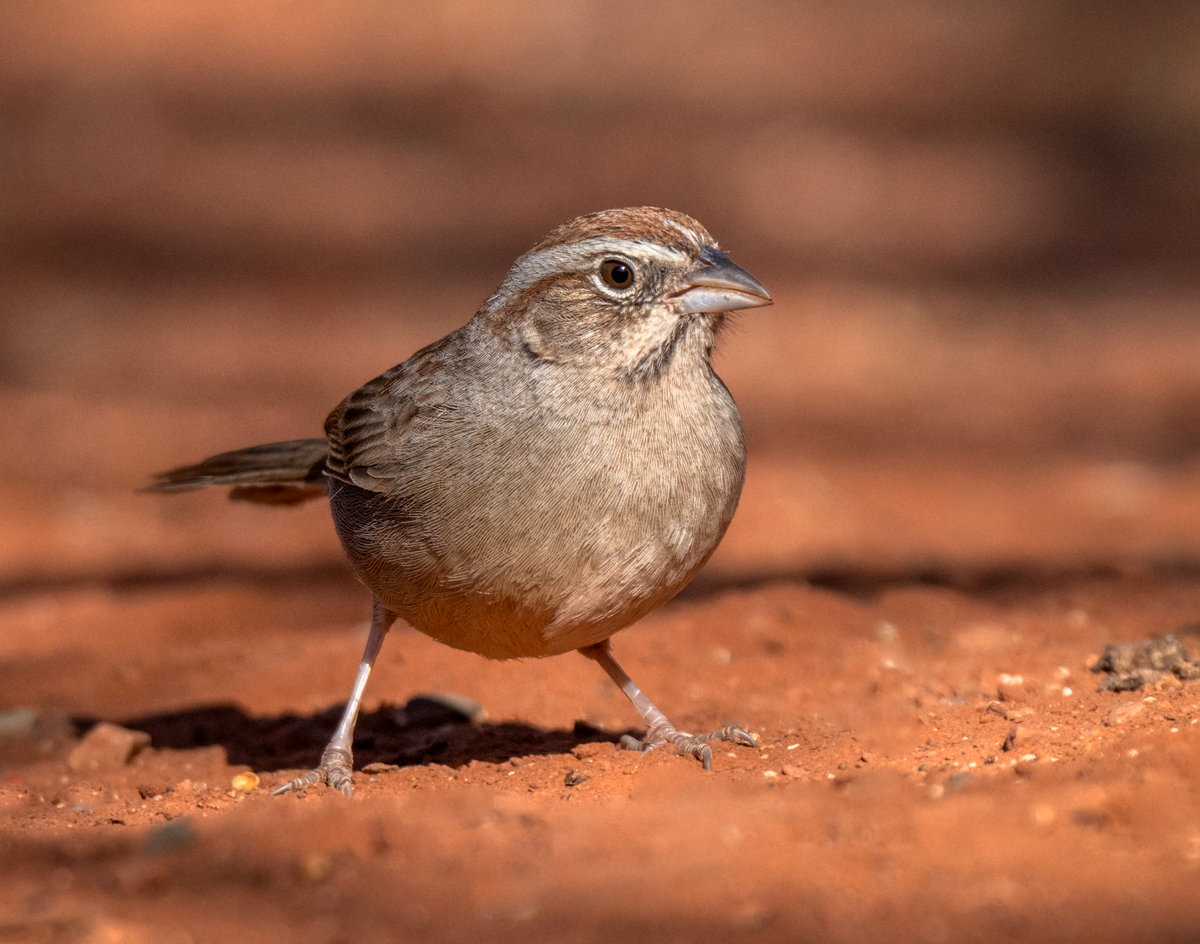Rufus-crowned sparrow-07765-Edit.png