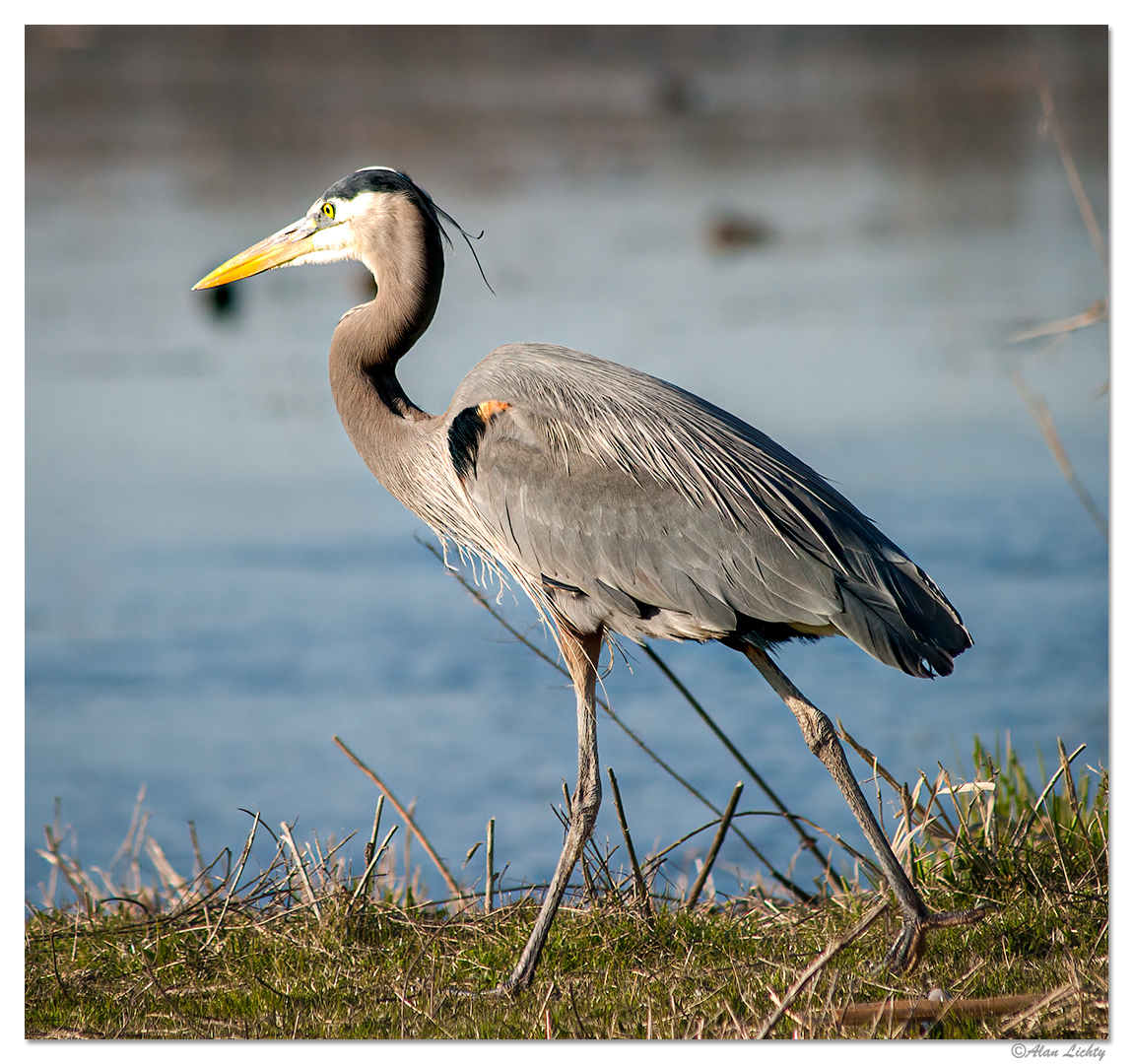 RWR-GBHeron.jpg