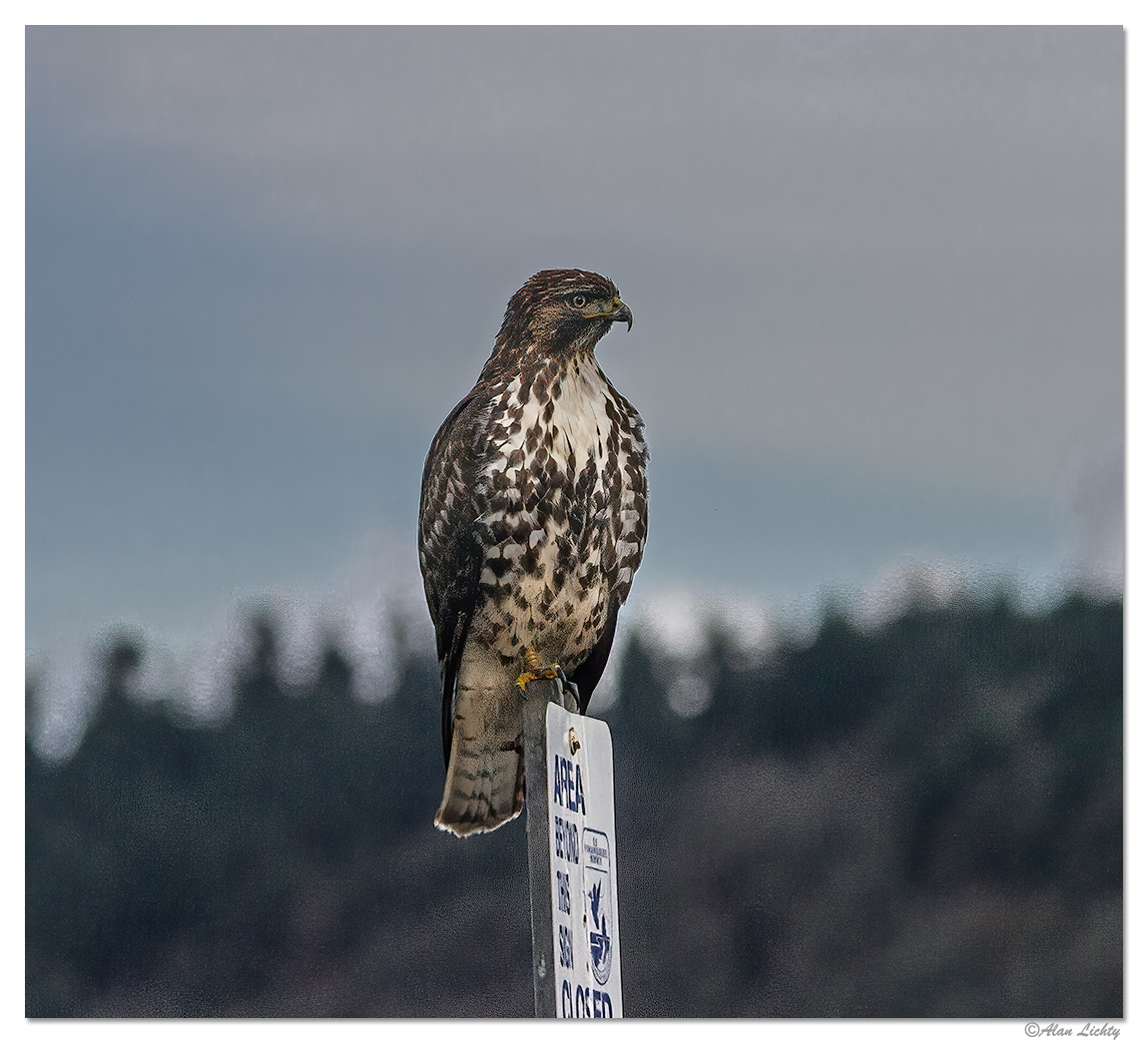 RWR-HawkSign.jpg