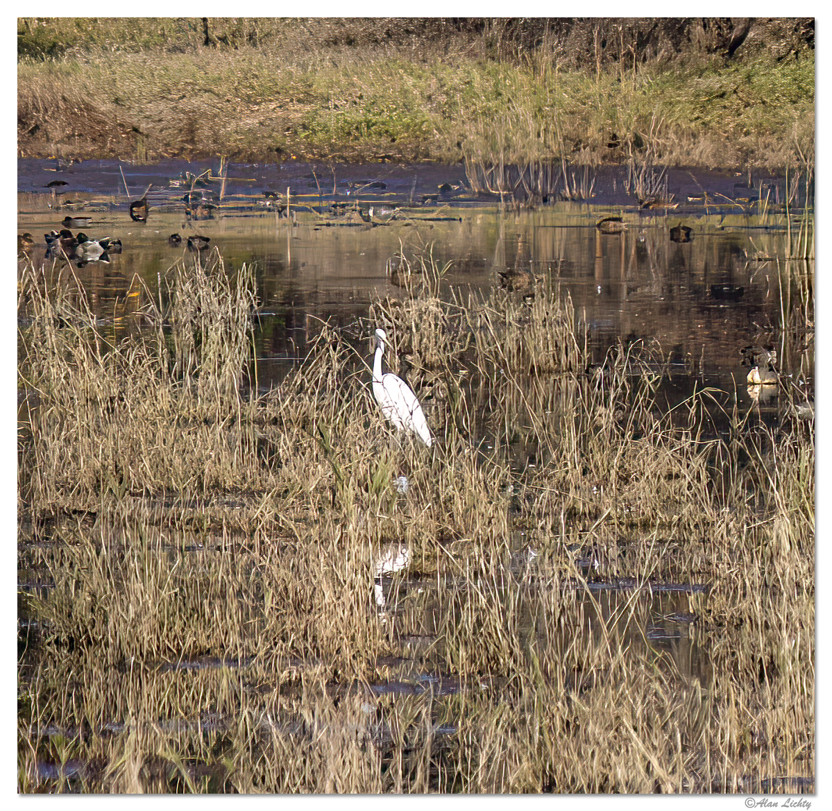 RWR-Heron112902.jpg