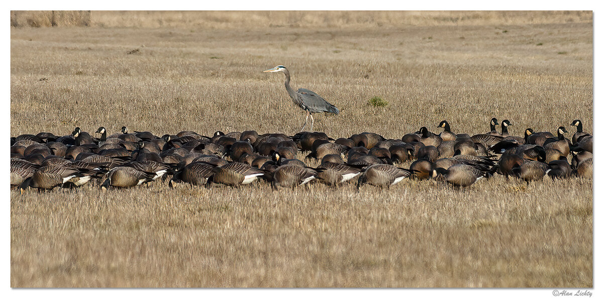 RWR-HeronGeese.jpg