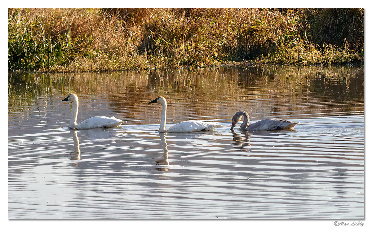 RWR-Swans2.jpg