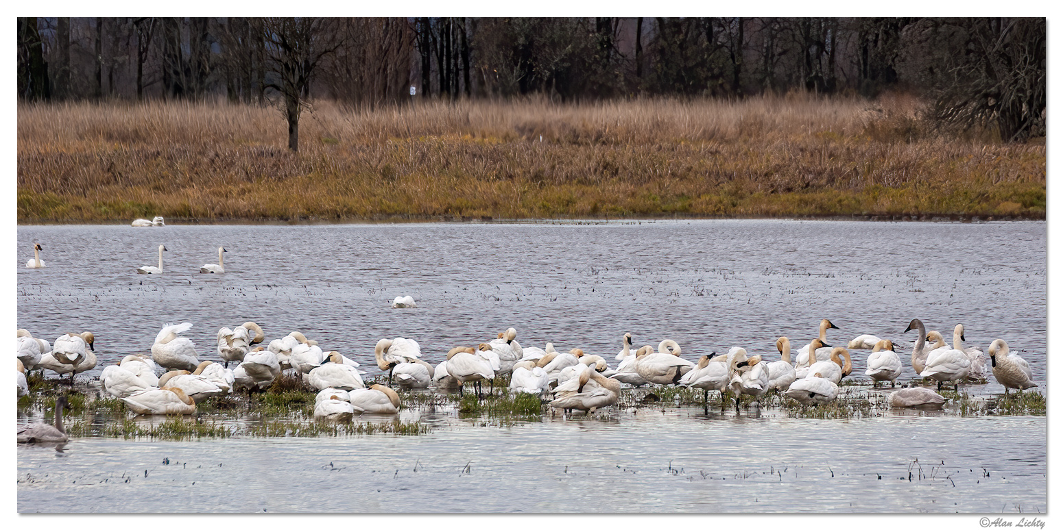 RWR-TundraSwans.jpg