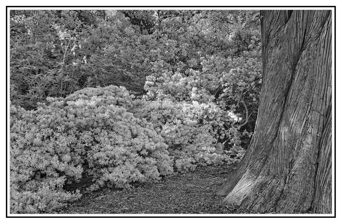 RX_3194bw.jpg