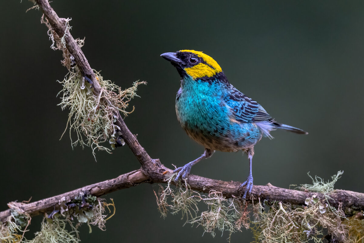 Saffron-crowned Tanager -01661-Edit.jpg