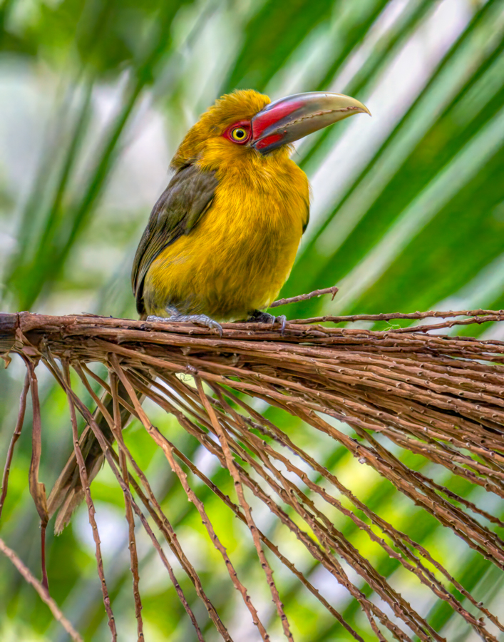 Saffron toucanet-08088-Edit.jpg