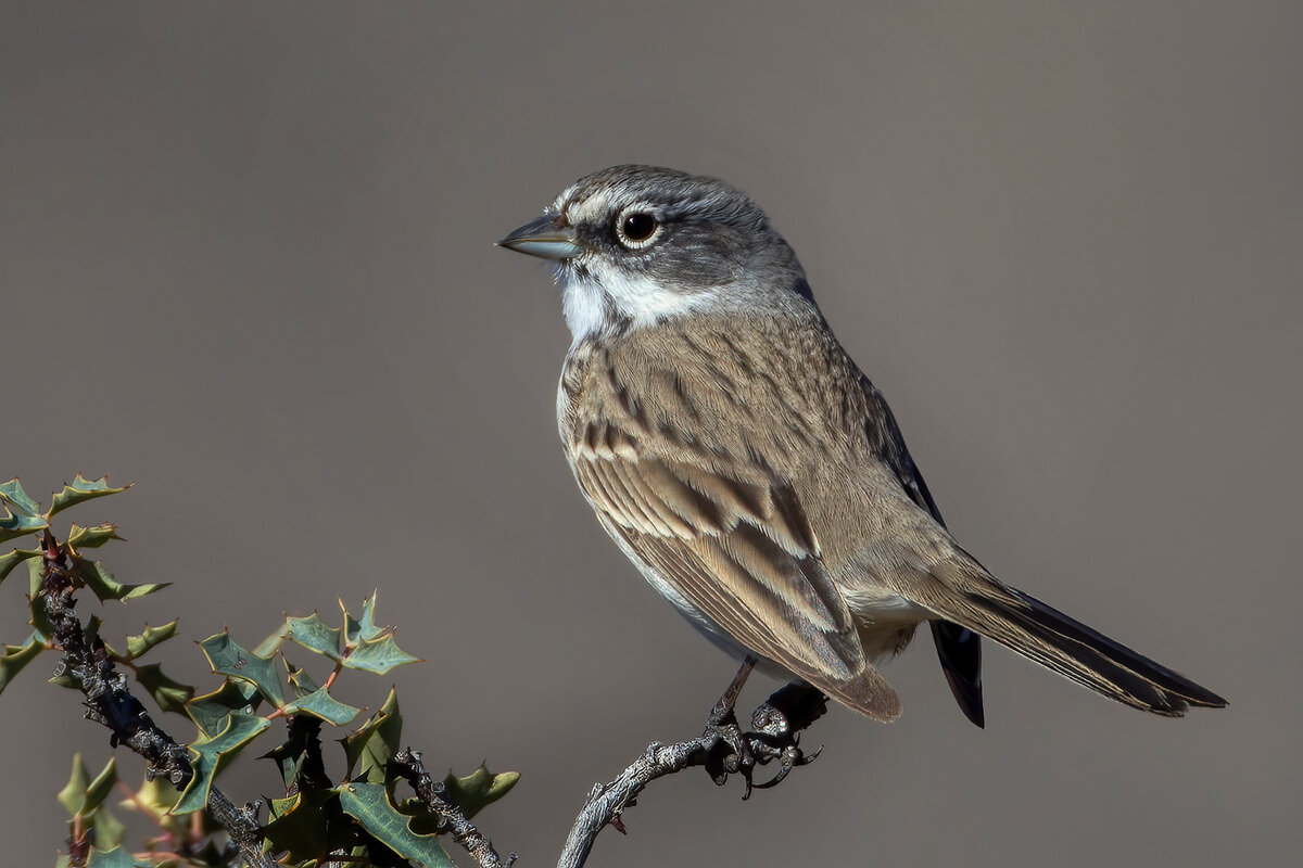 Sagebrush Sparrow 1800.jpg