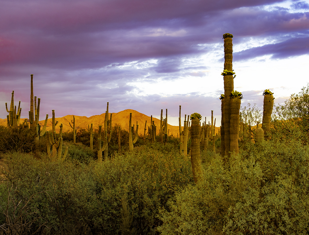 Saguaro Cacti at Moores Gulch, AC.jpg