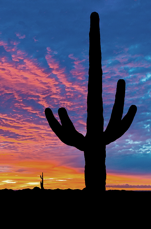 saguaro sunset III.jpg