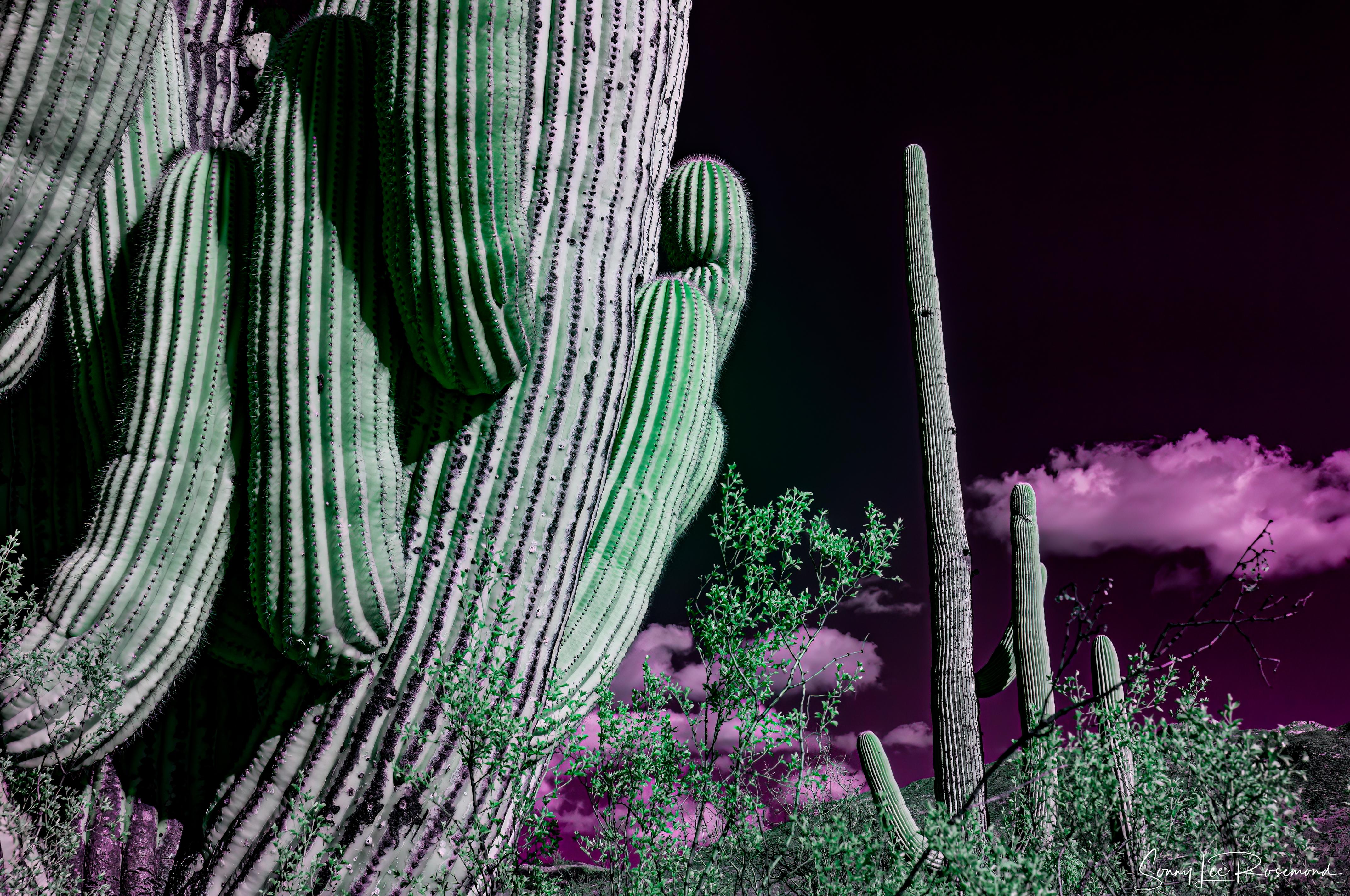 saguaro_national_park_02152023-2-1.jpg