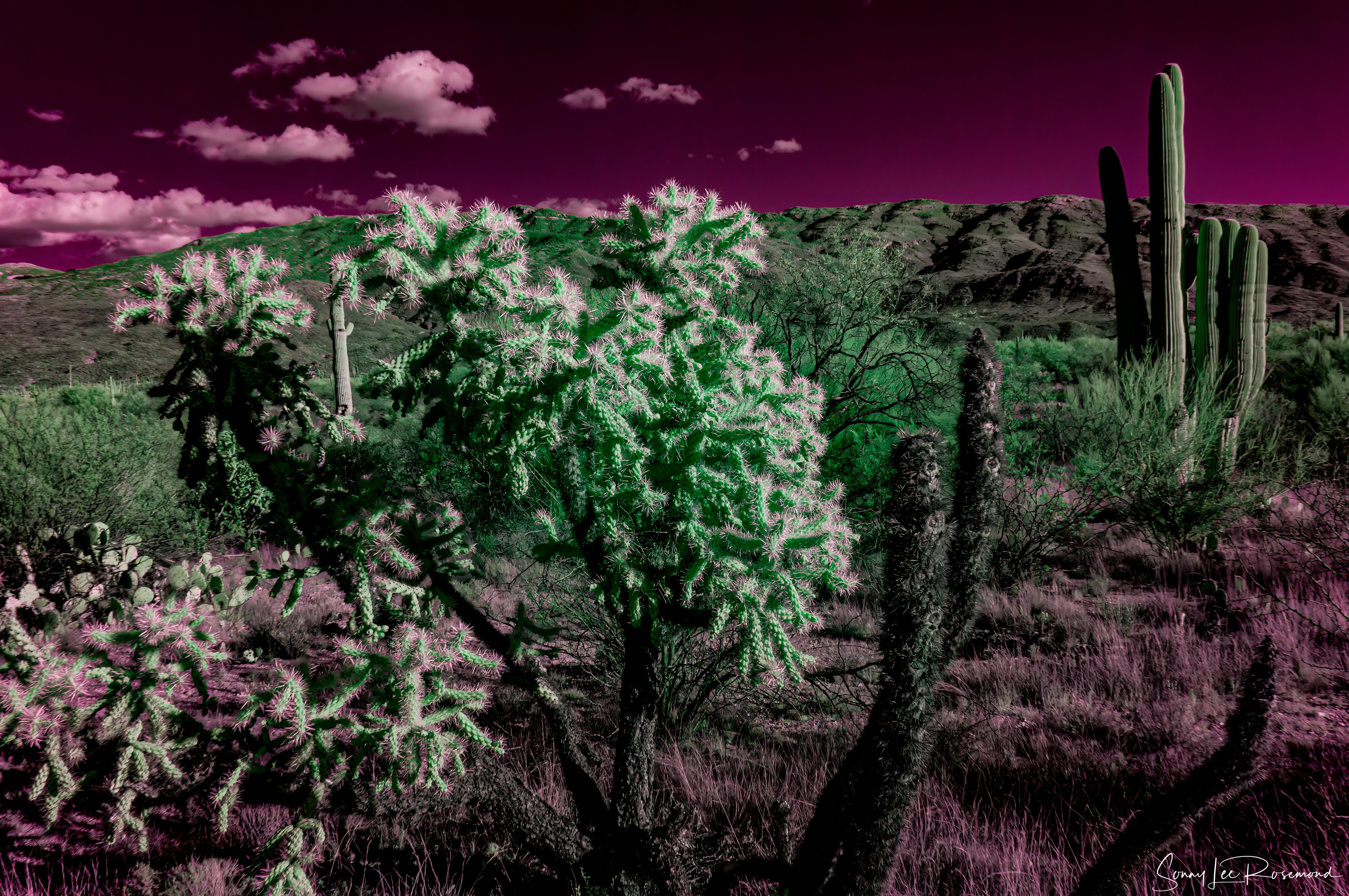 saguaro_national_park_02152023-5-1.jpg