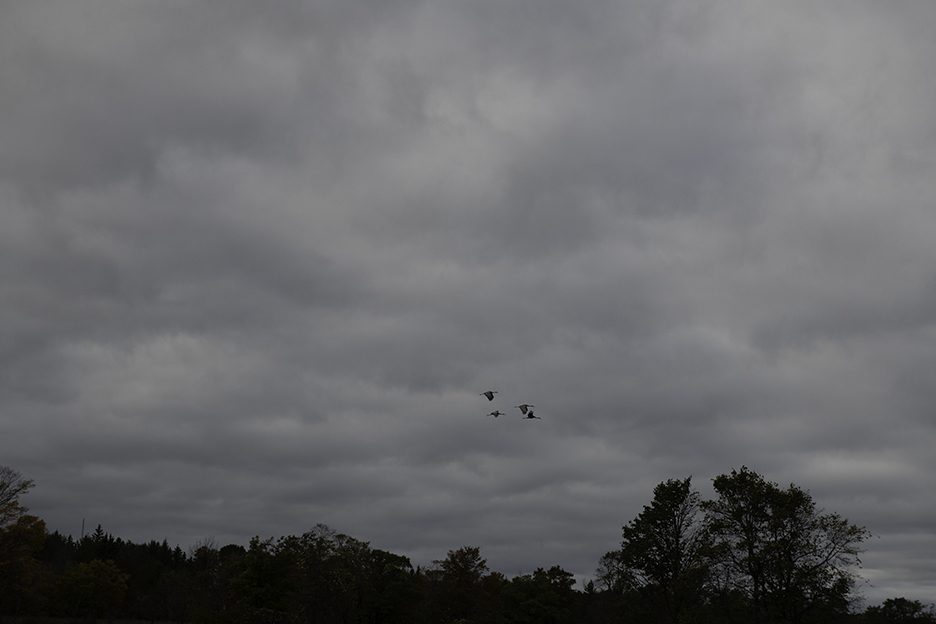 sand hill cranes.jpg