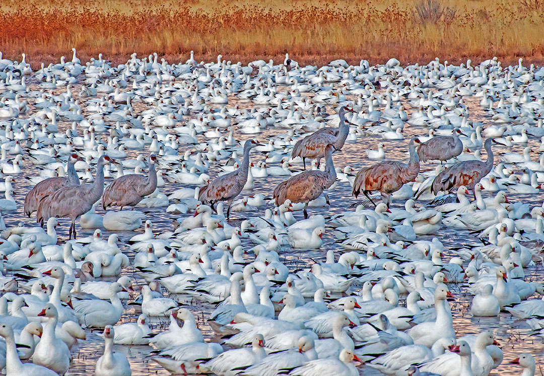 Sand Hill Cranes Strolling through snow Geese, Bosque del Apache National Wildlife Refuge, NM.jpg
