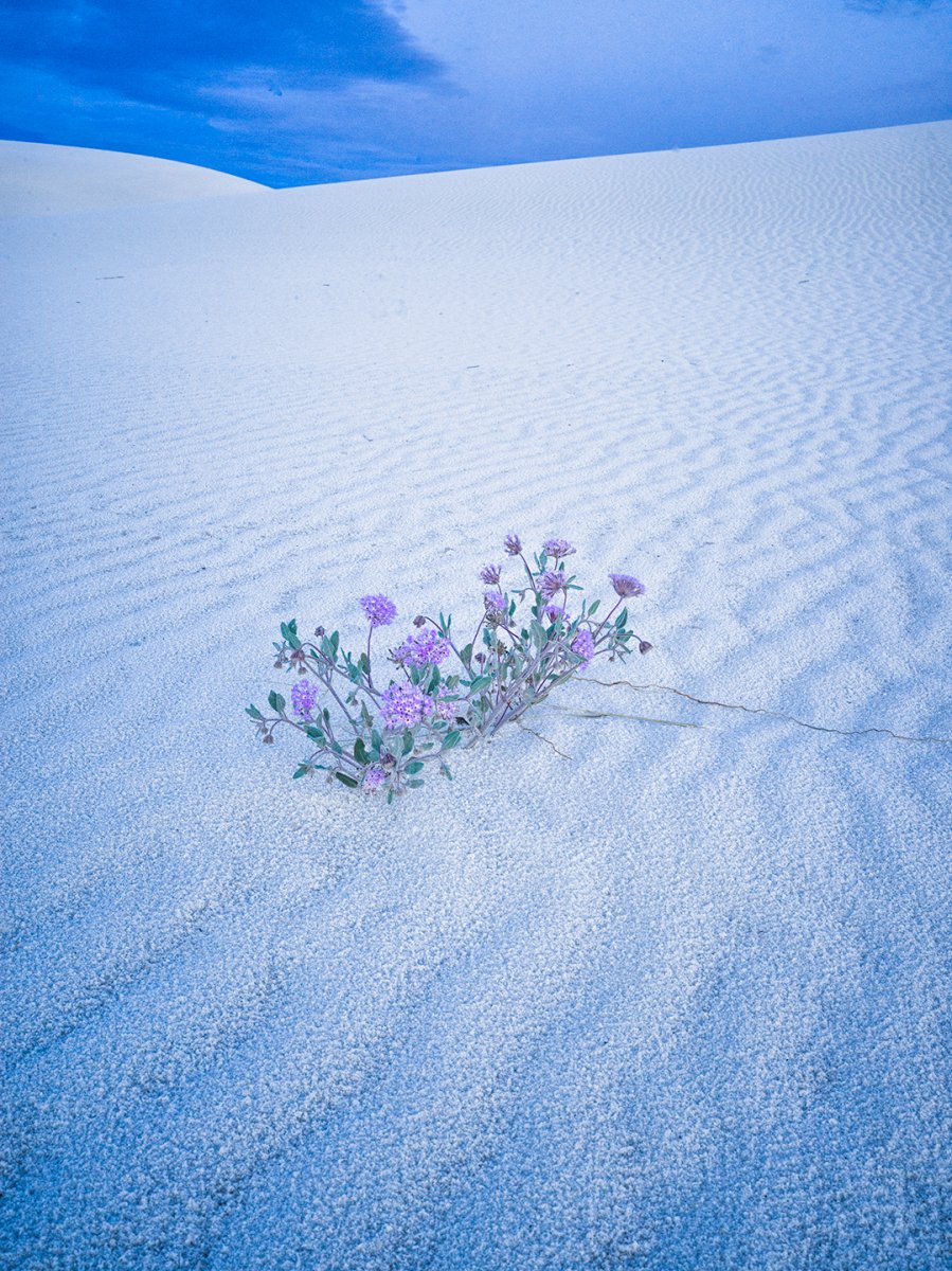 Sand-verbena.jpg