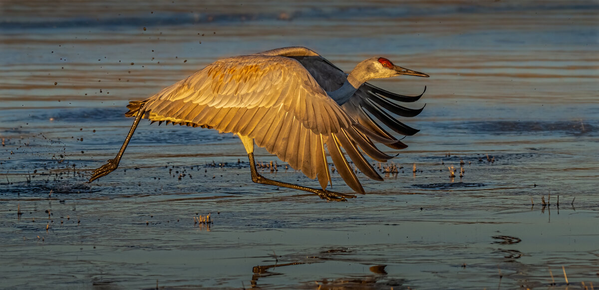 Sandhill Crane-9971-Edit.jpg