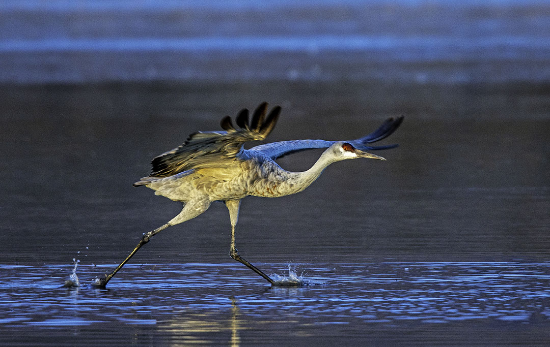 Sandhill Crane taking off.jpg