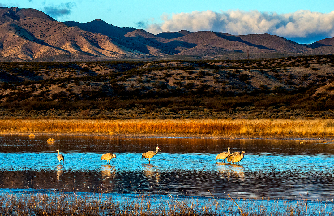 Sandhill Cranes (1 of 1).jpg