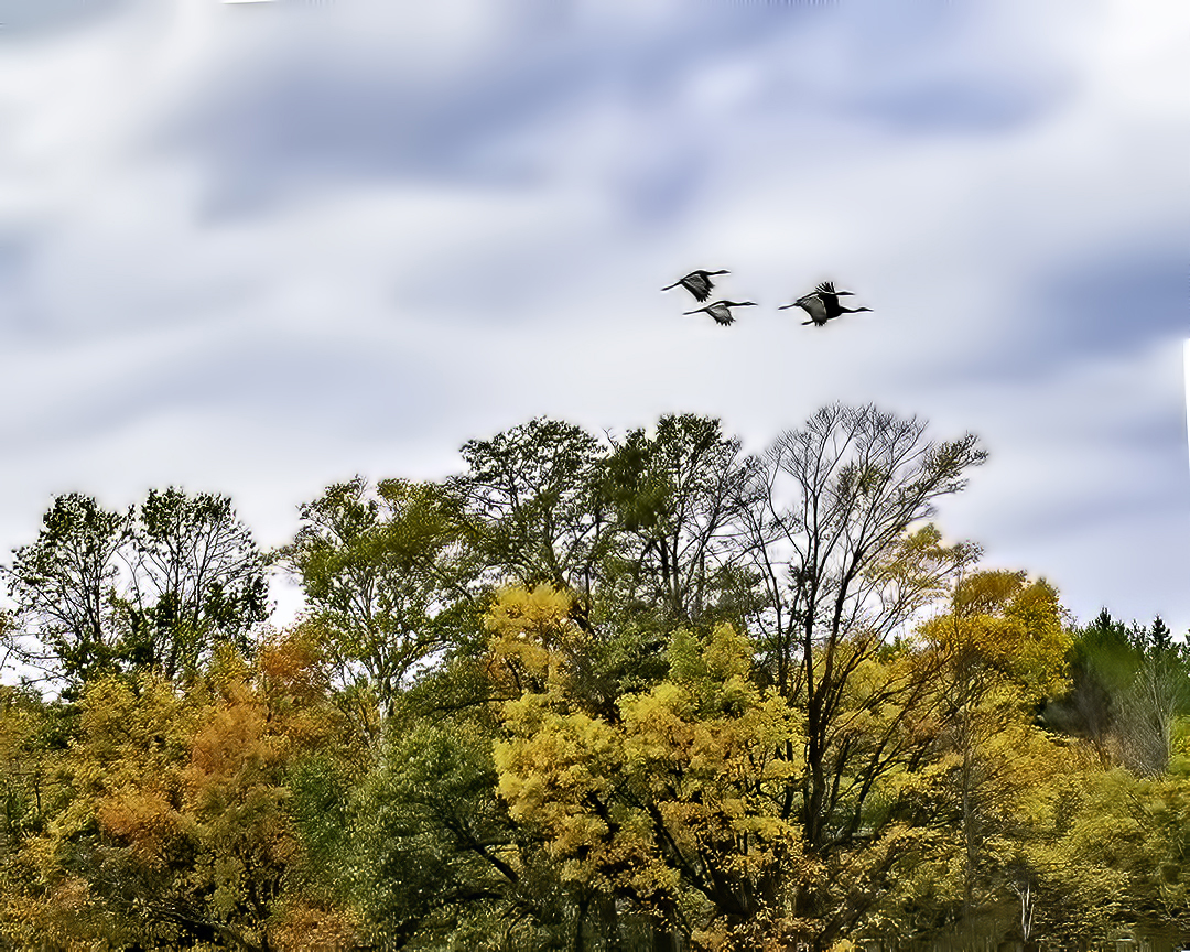 Sandhill Cranes, Door County, WI-Edit-Edit.jpg