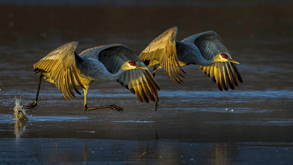 Sandhill Cranes Jpeg.jpg