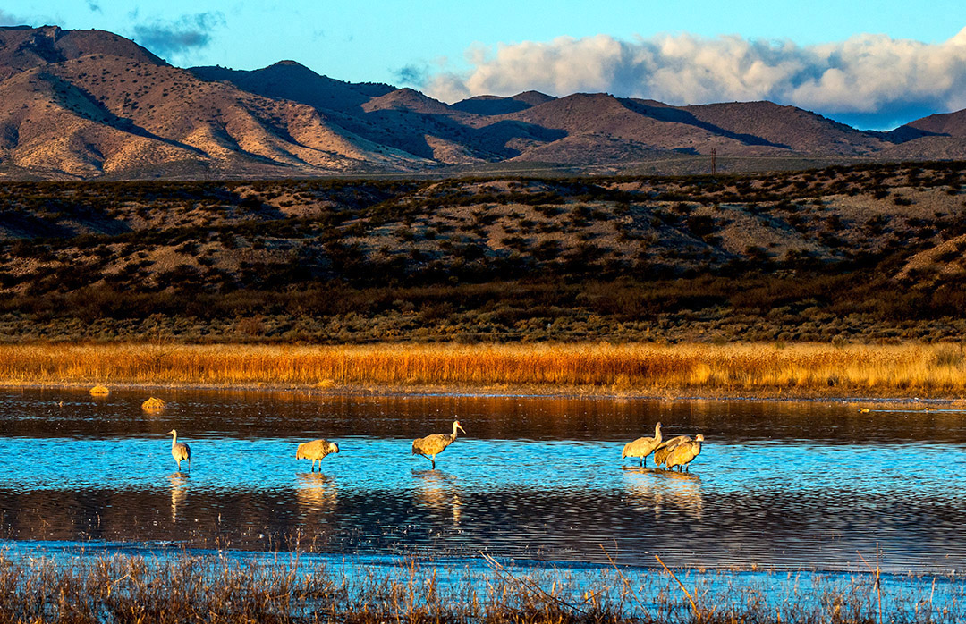 Sandhill Cranes.jpg