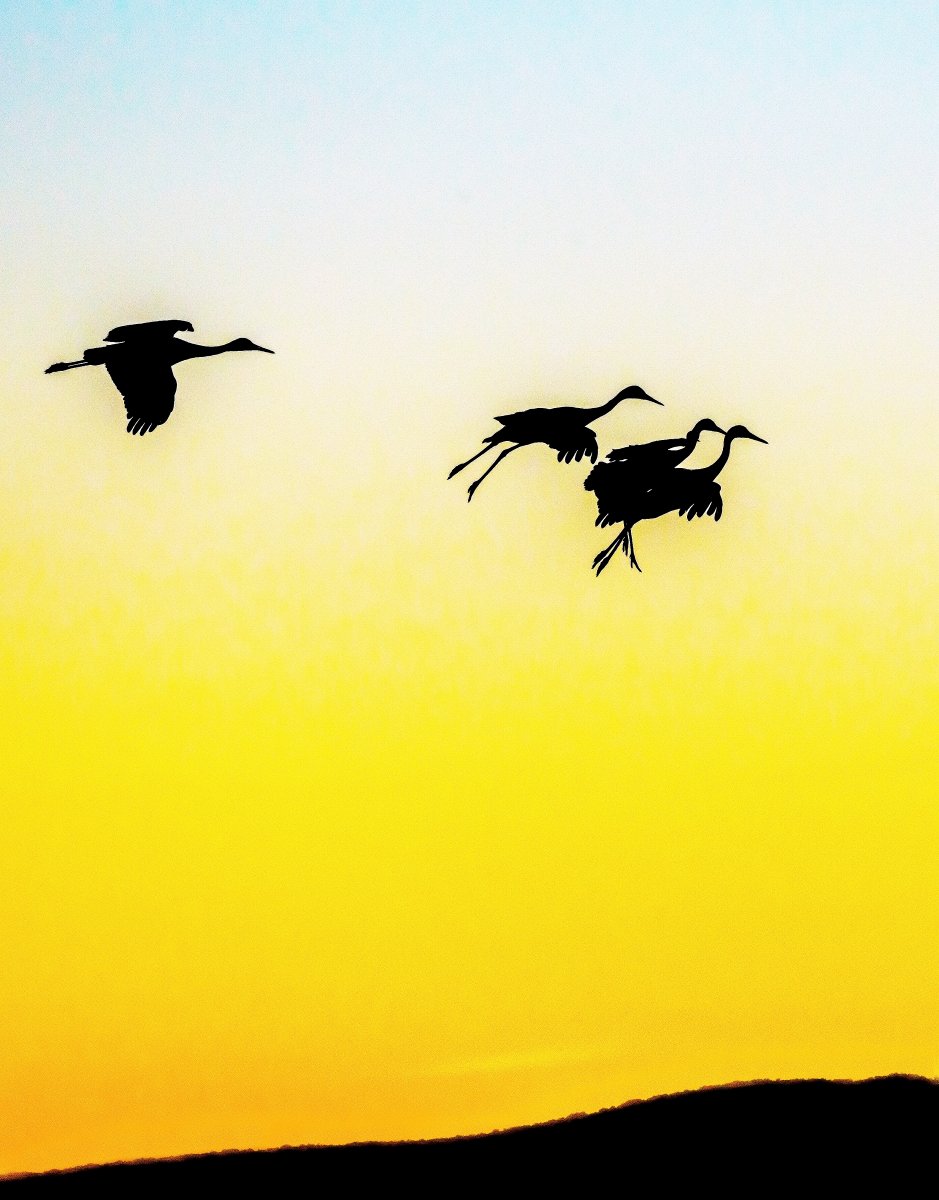 Sandhill Cranes settling in at sunset.jpg