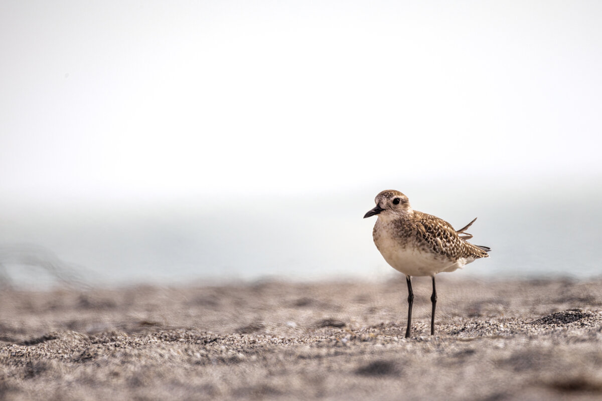 Sandpiper -1.jpg