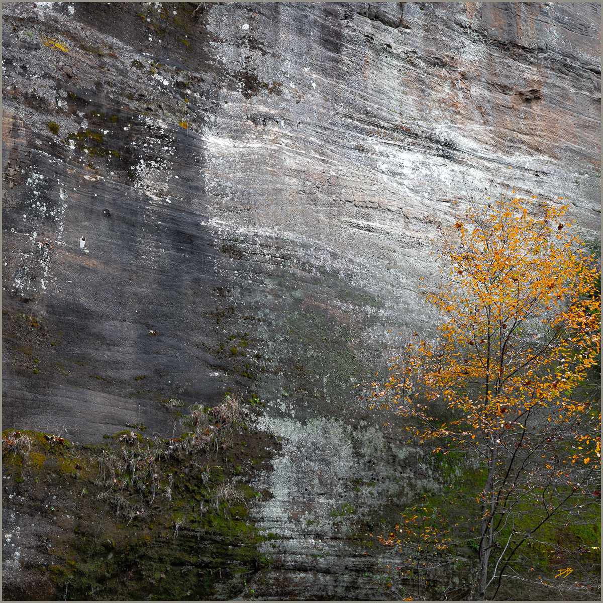 Sandston Wall and Tree.jpg