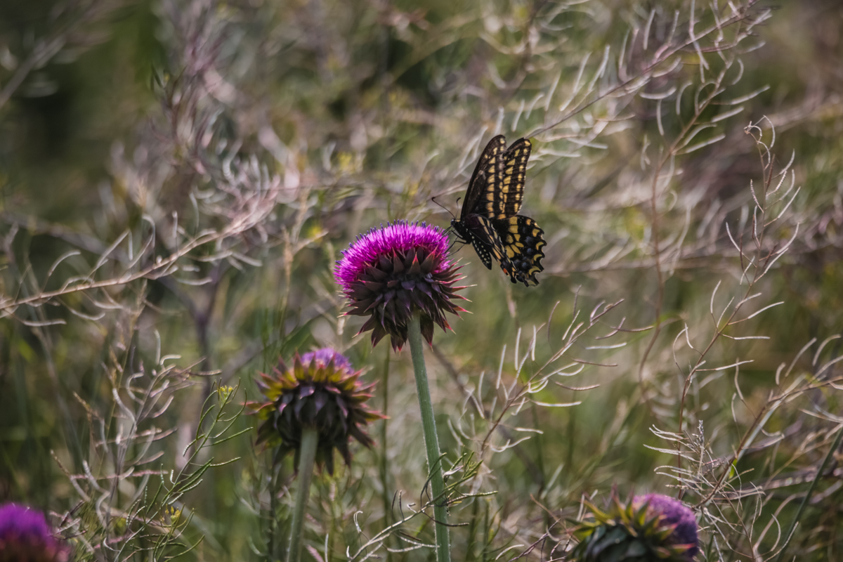 SC7A9651-Edit.jpg