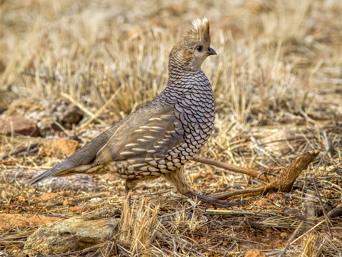 Scaled Quail.png