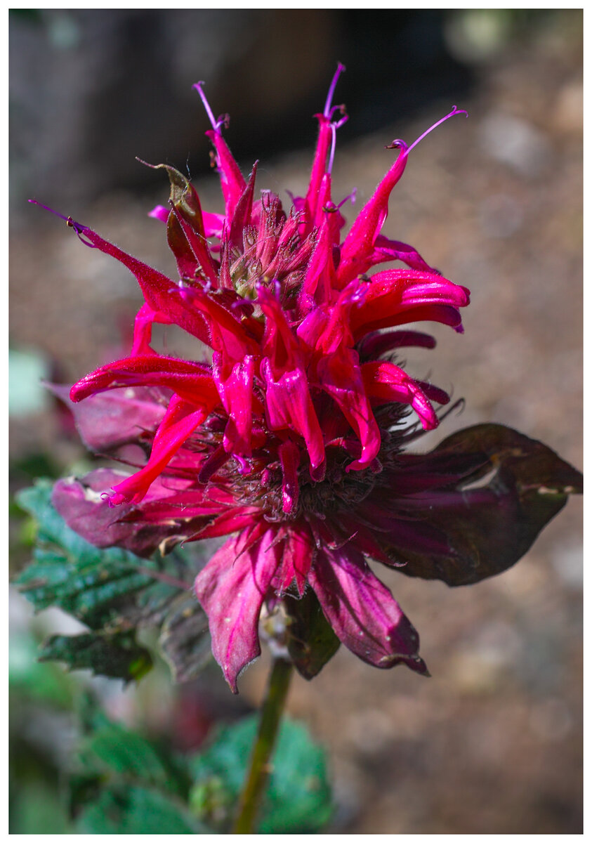 scarlet Beebalm2.jpg