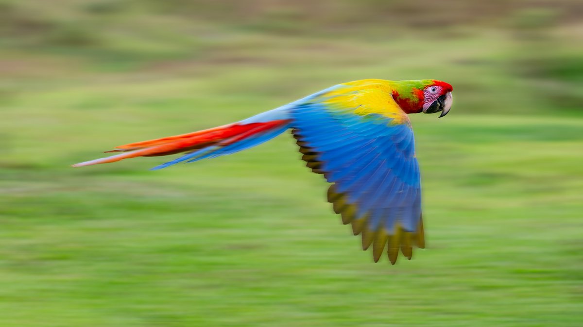 Scarlet-Great Green Macaw hybrid.jpg