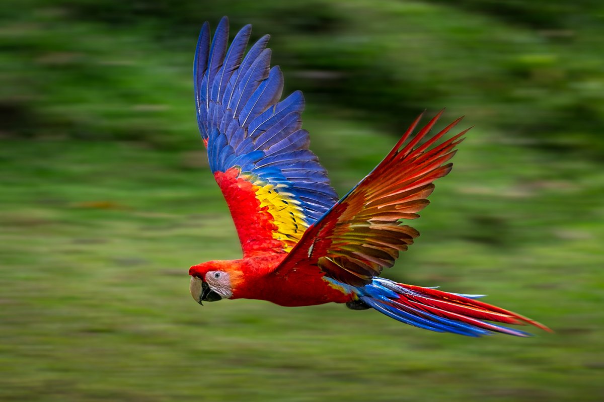 Scarlet macaw.jpg