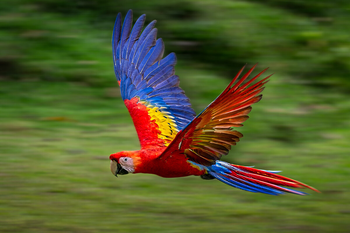 Scarlet macaw.jpg