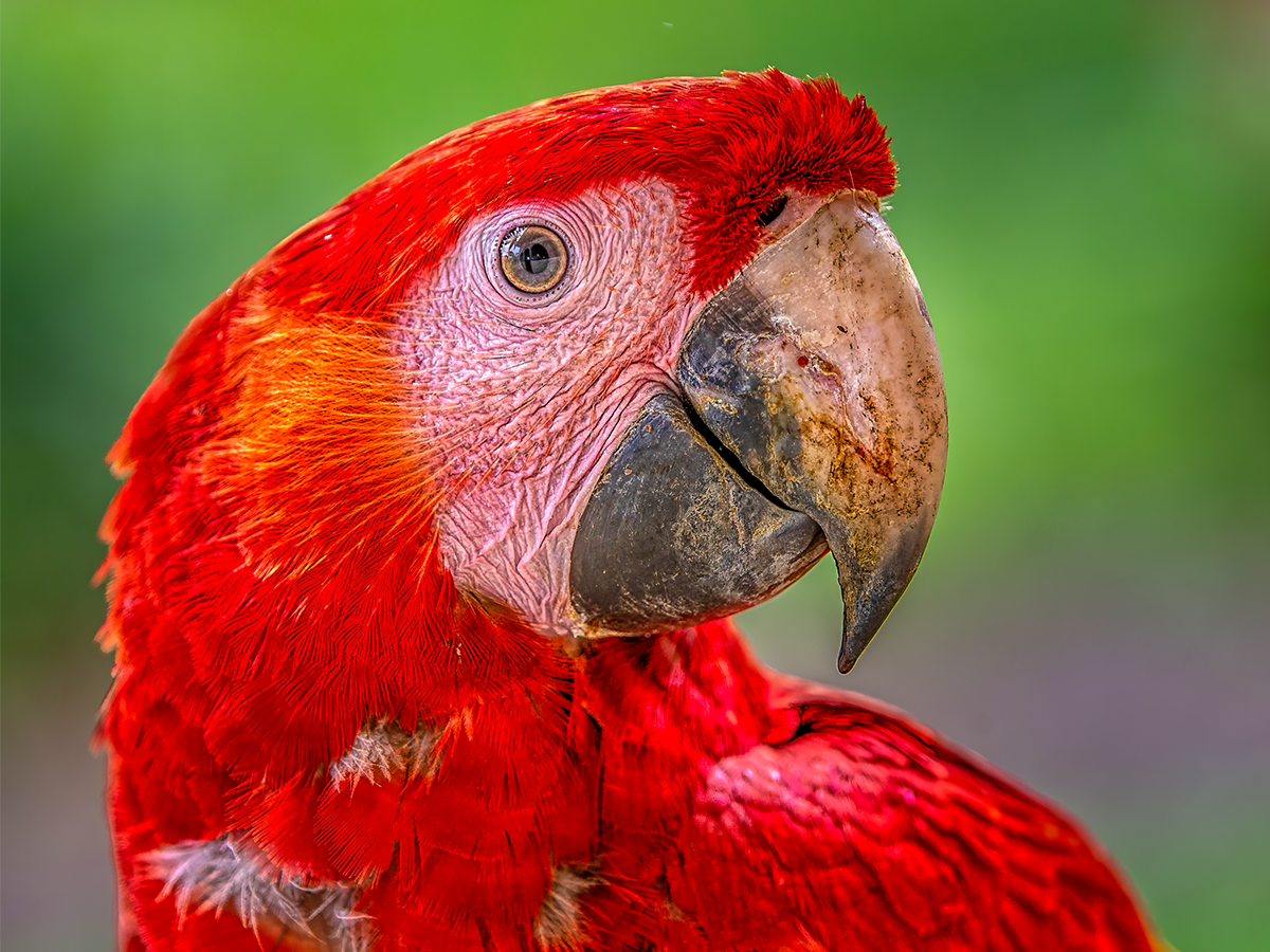 Scarlet Macaw portrait.png