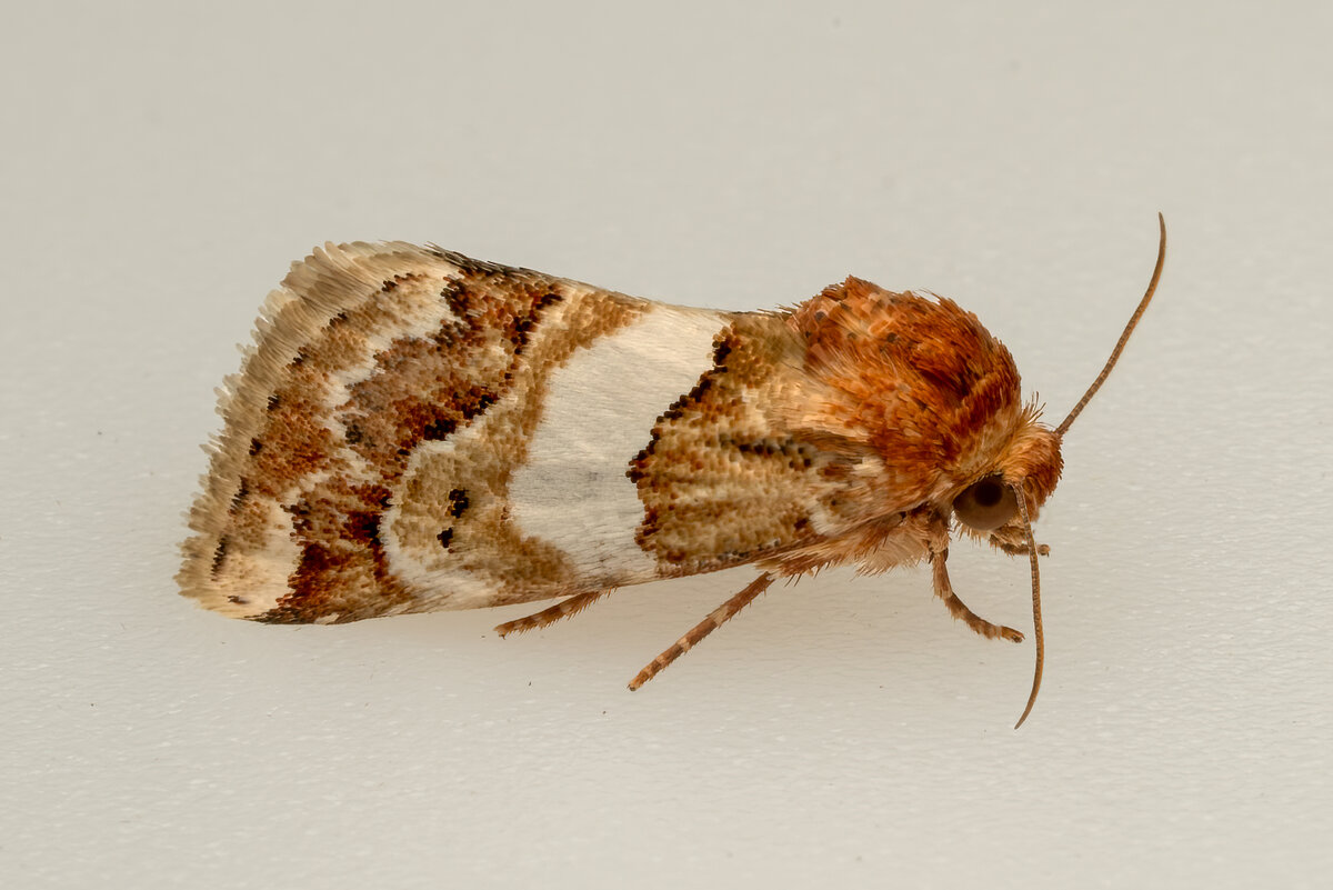 Schinia argentifascia 02665-Edit.jpg
