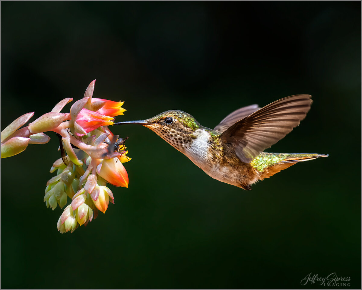 scintillant-hummer1.jpg