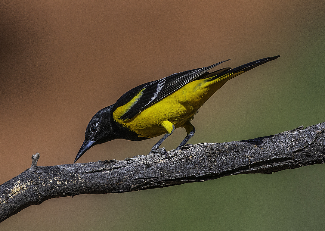 Scot's Oriole.jpg