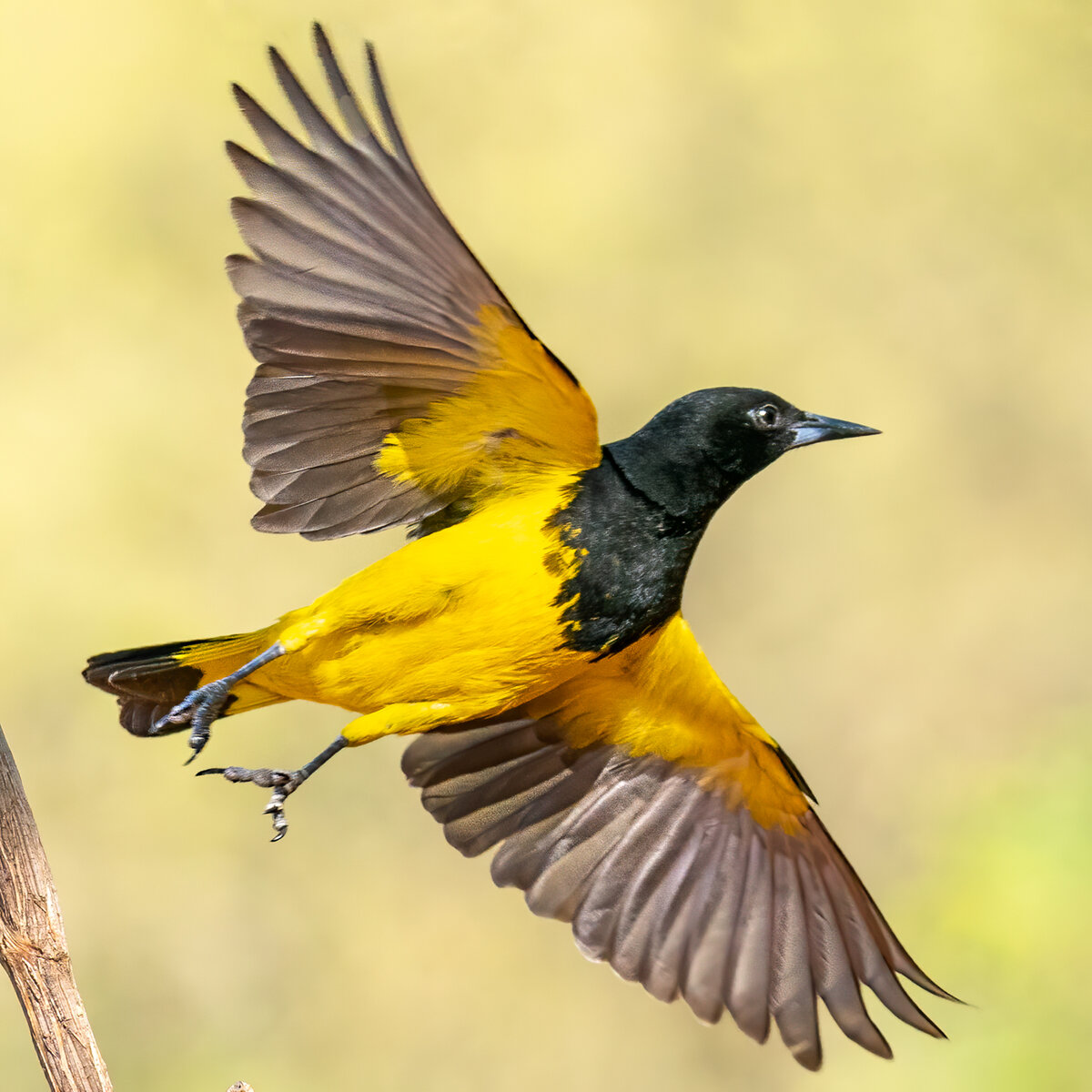 Scott's oriole-0782-Edit.jpg