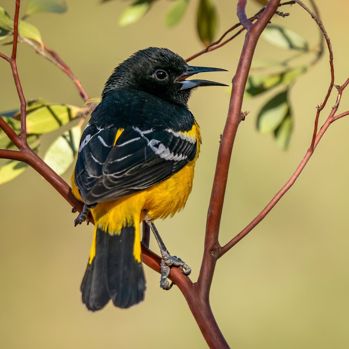 Scott's Oriole-4341-Edit.jpg
