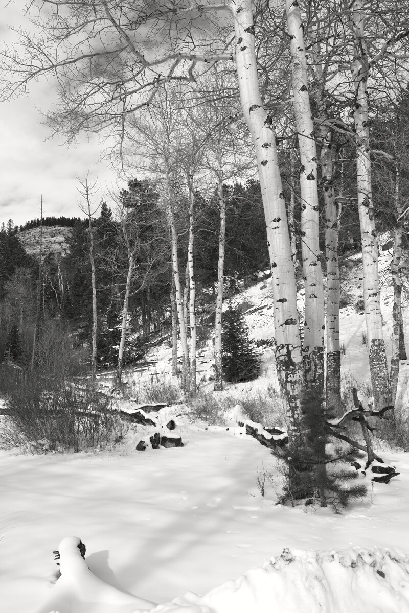 SDIM4656.jpg