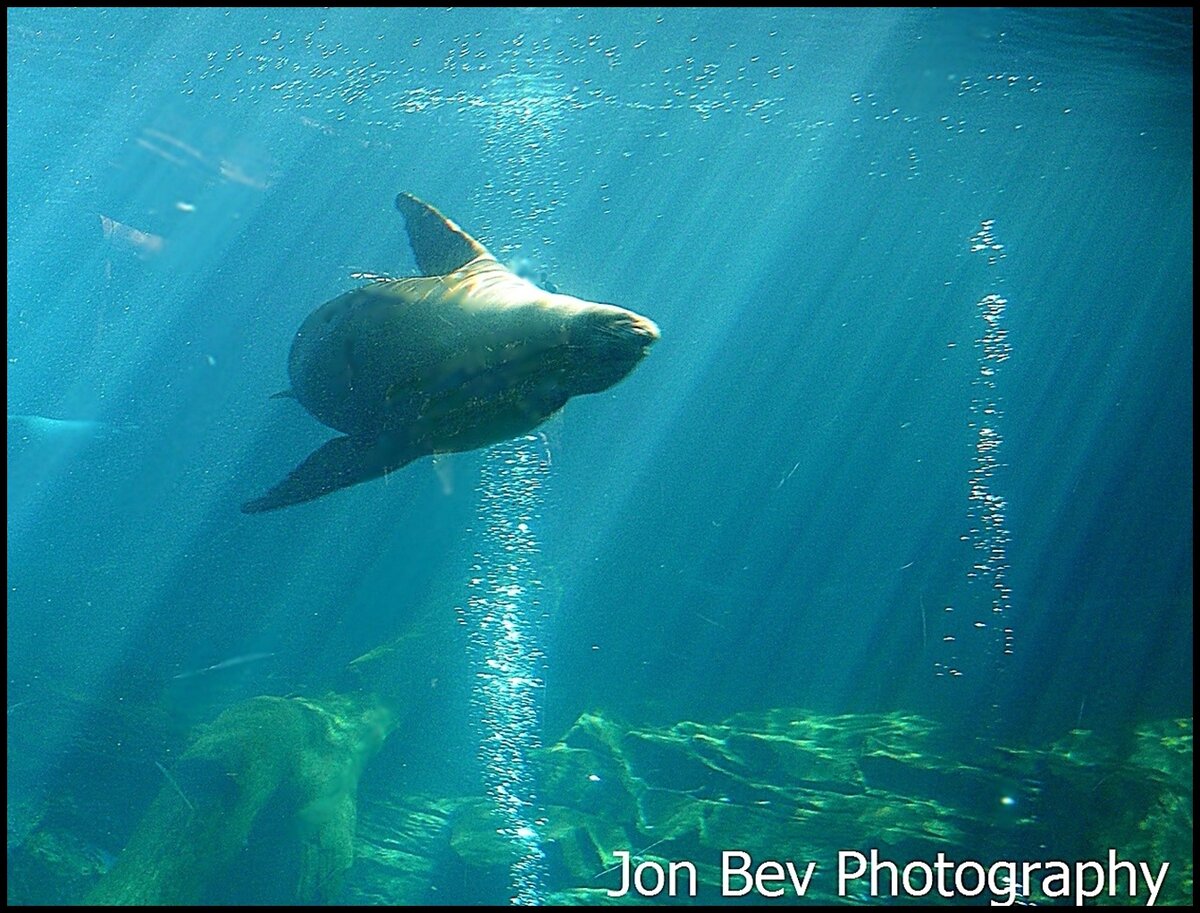 sea lion.JPG