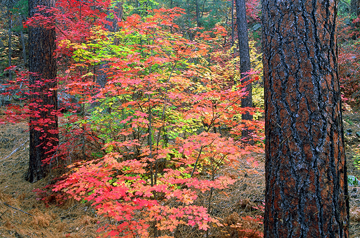 sedona fall.jpg