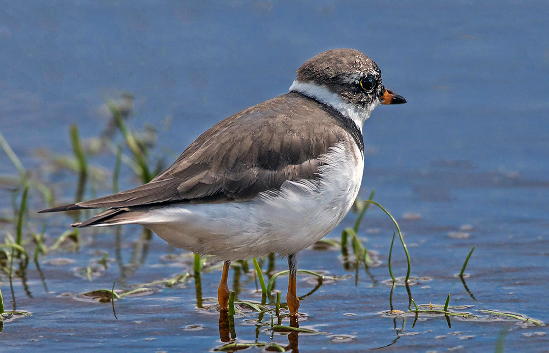 Semi-palmated Plover.jpg
