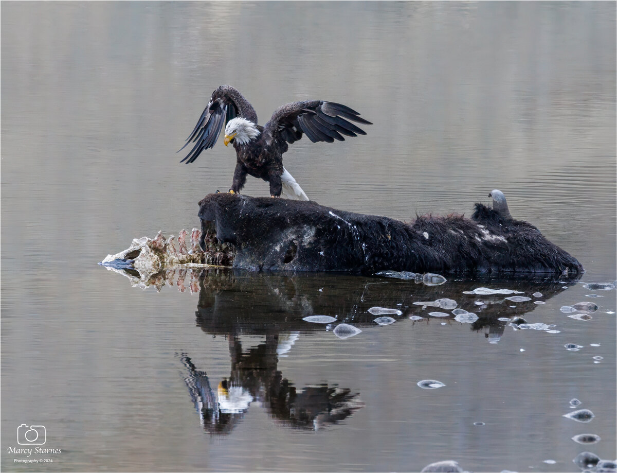 sep_ynp_eagle_5_web.jpg