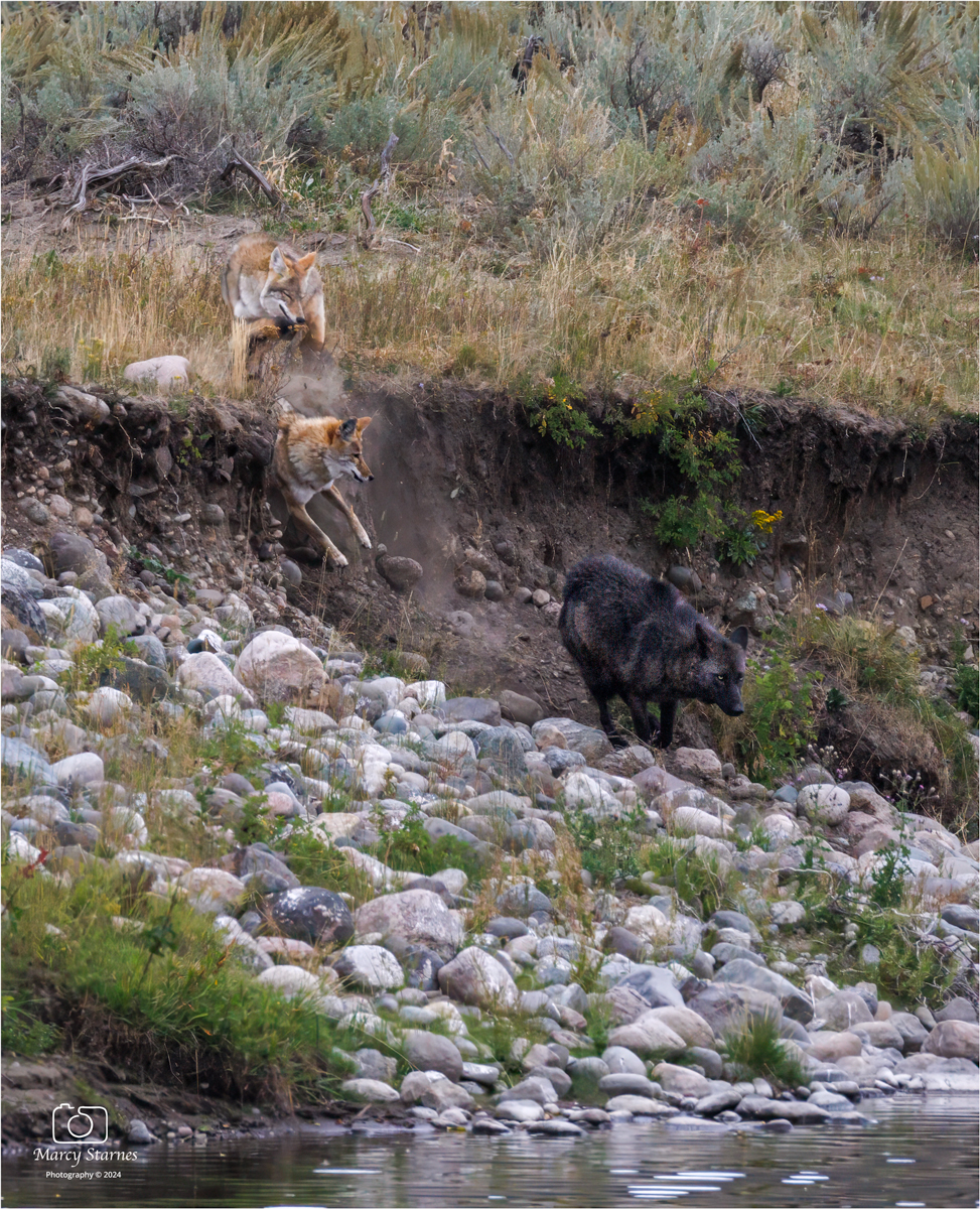 sep_ynp_wolf_4_web.jpg