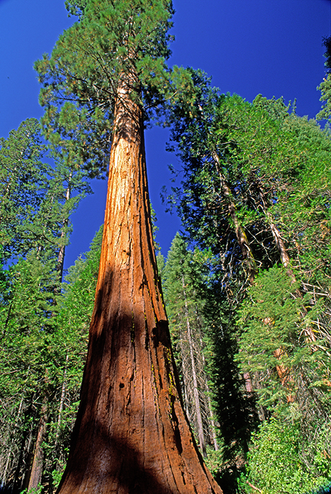 Sequoia Yosemite National Park CA.jpg