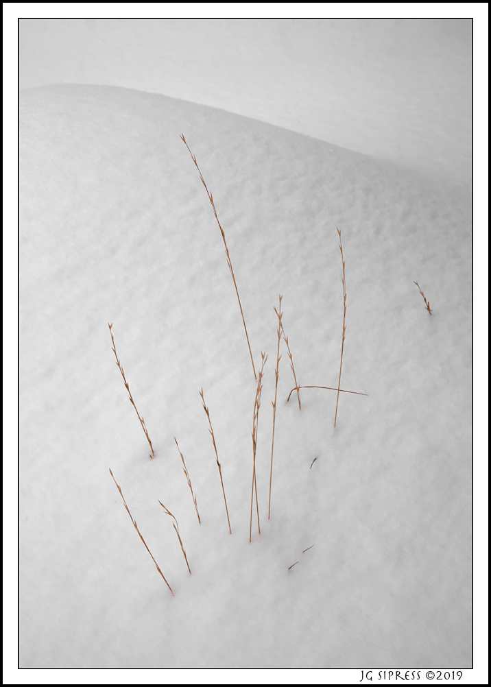 sequoiasnowgrass1.jpg