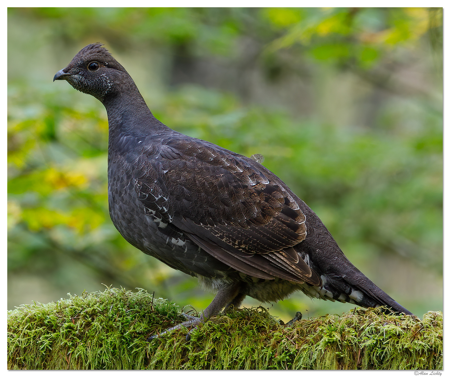 SFSP-Ptarmigan.jpg