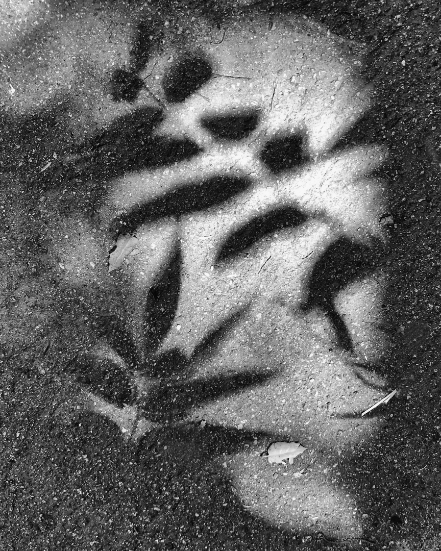 ShadowFossil_9869_210512w.jpg